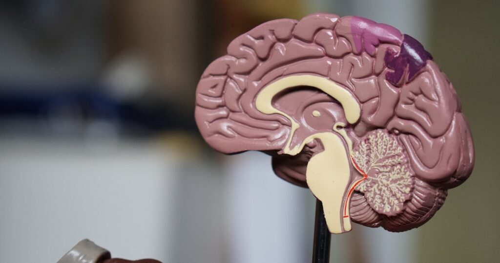 Visualisatie van menselijk brein verbonden met digitale neurale netwerken